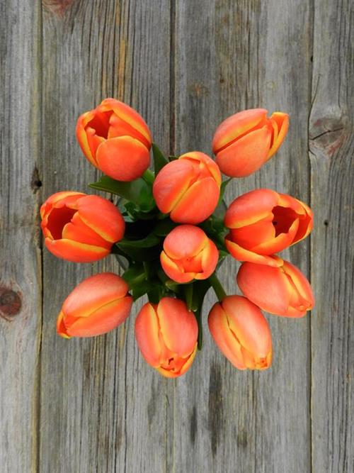 Wholesale 35 Cm Orange Tulips Delivered Online FlowerFarm